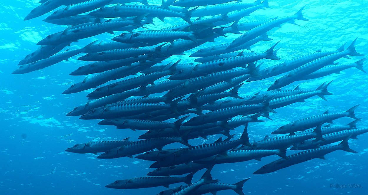 Sipadan_2015_Barracudas a nageoires noires_Sphyraena qenie_IMG_2307_rc.jpg